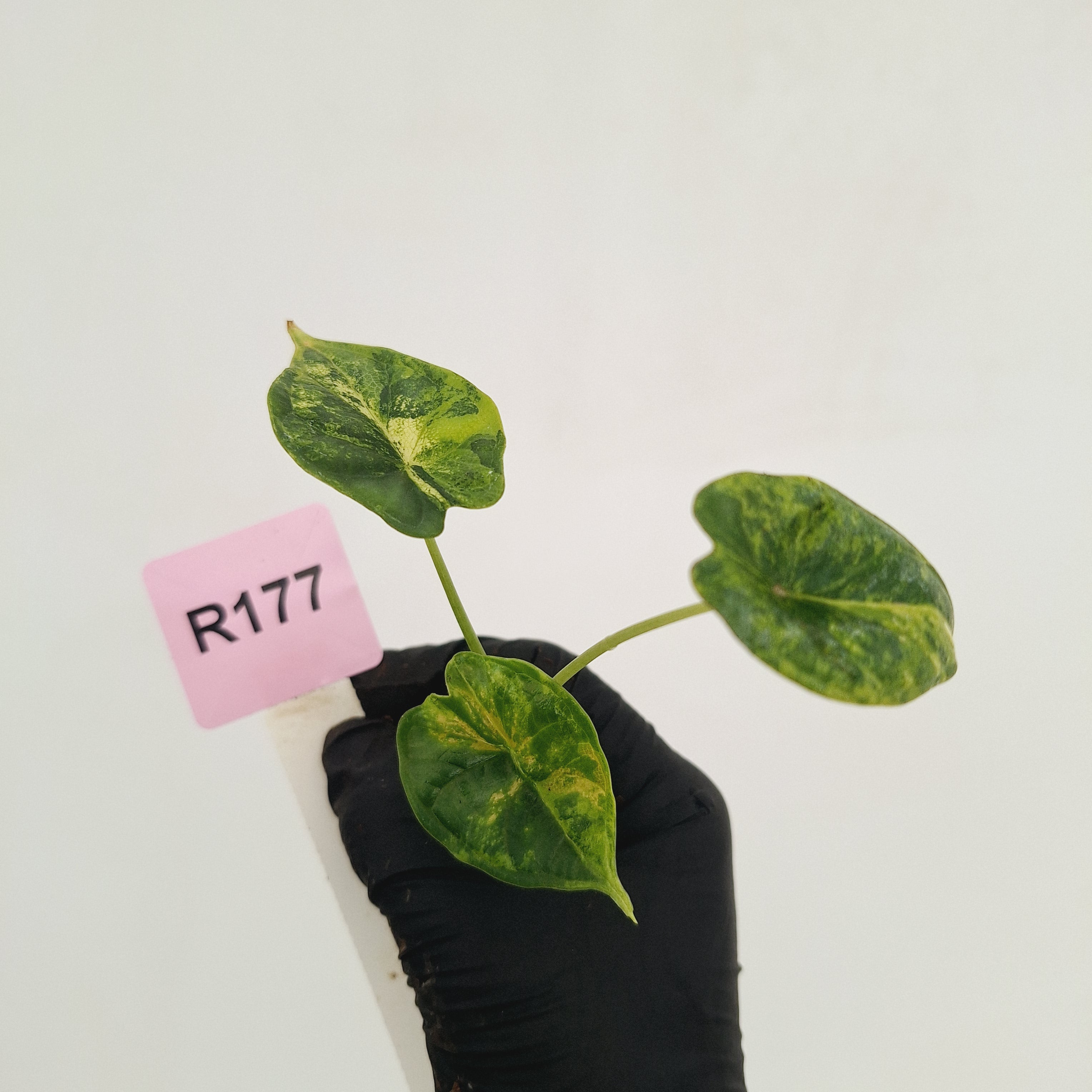 Alocasia Dragon Scale Aurea Variegata - Bare Bottom Baby