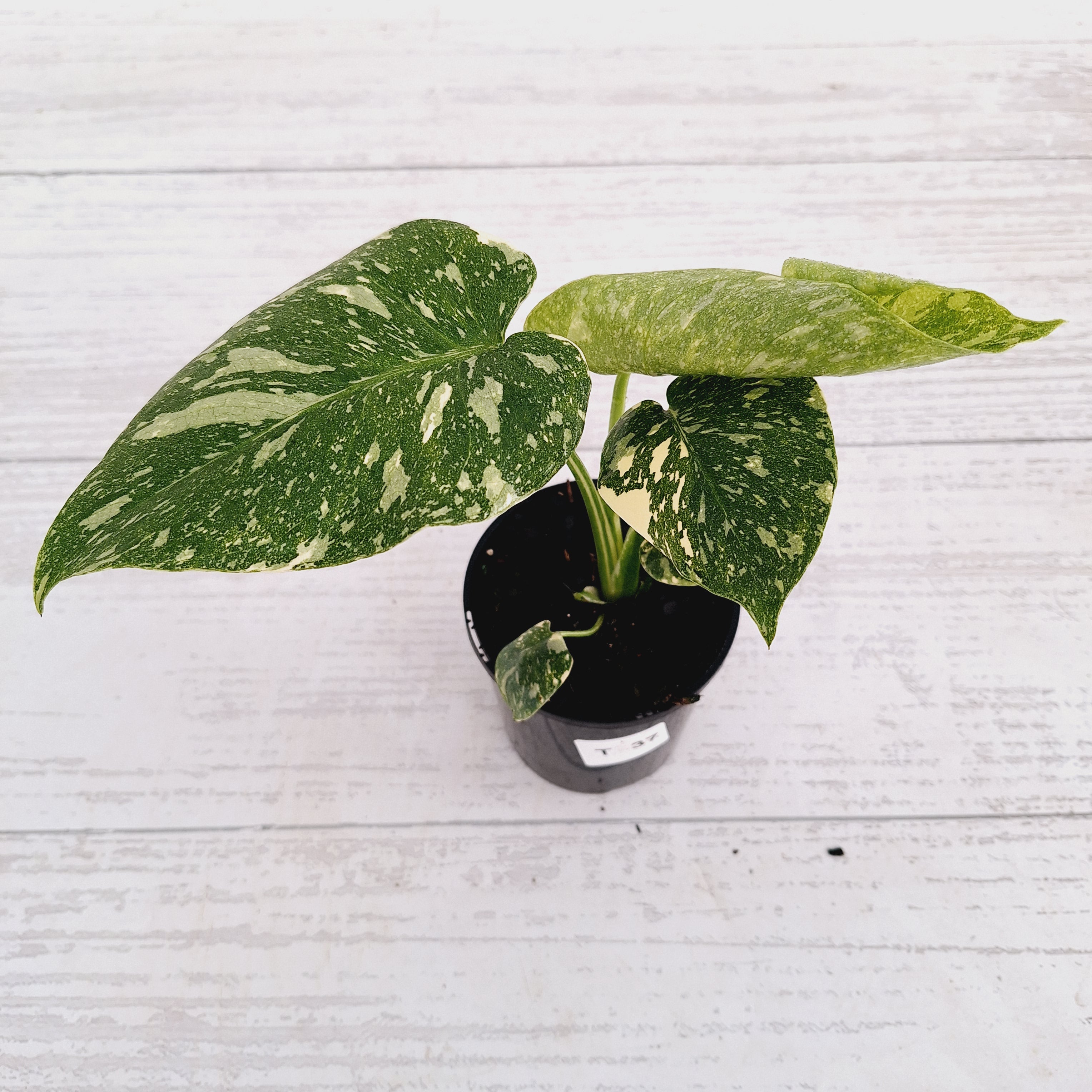 Monstera deliciosa Thai Constellation Sports
