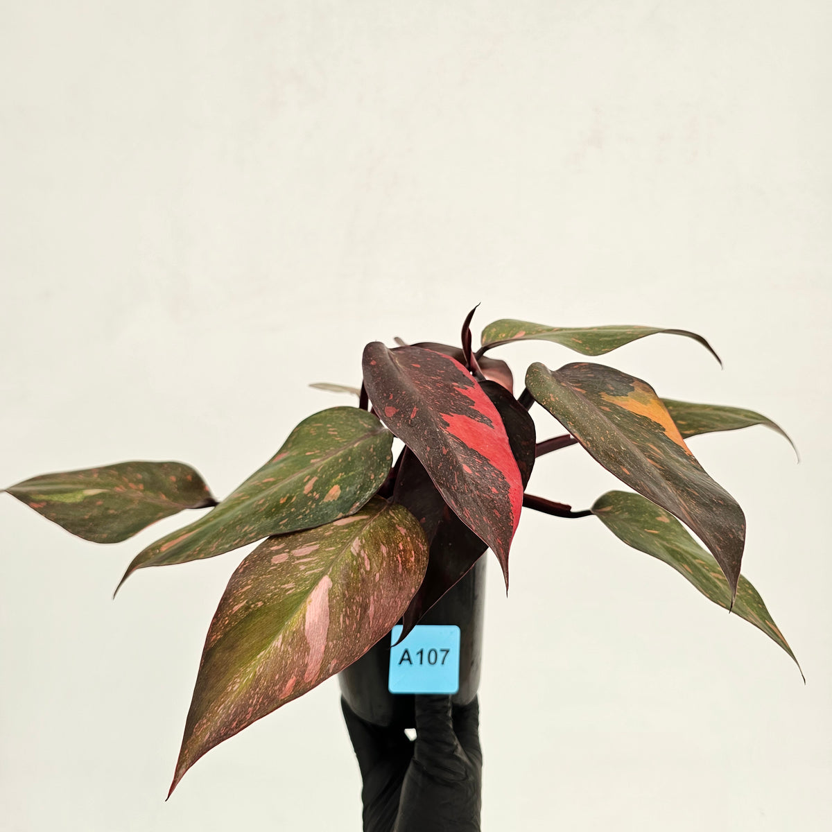 Philodendron 'Orange Princess'