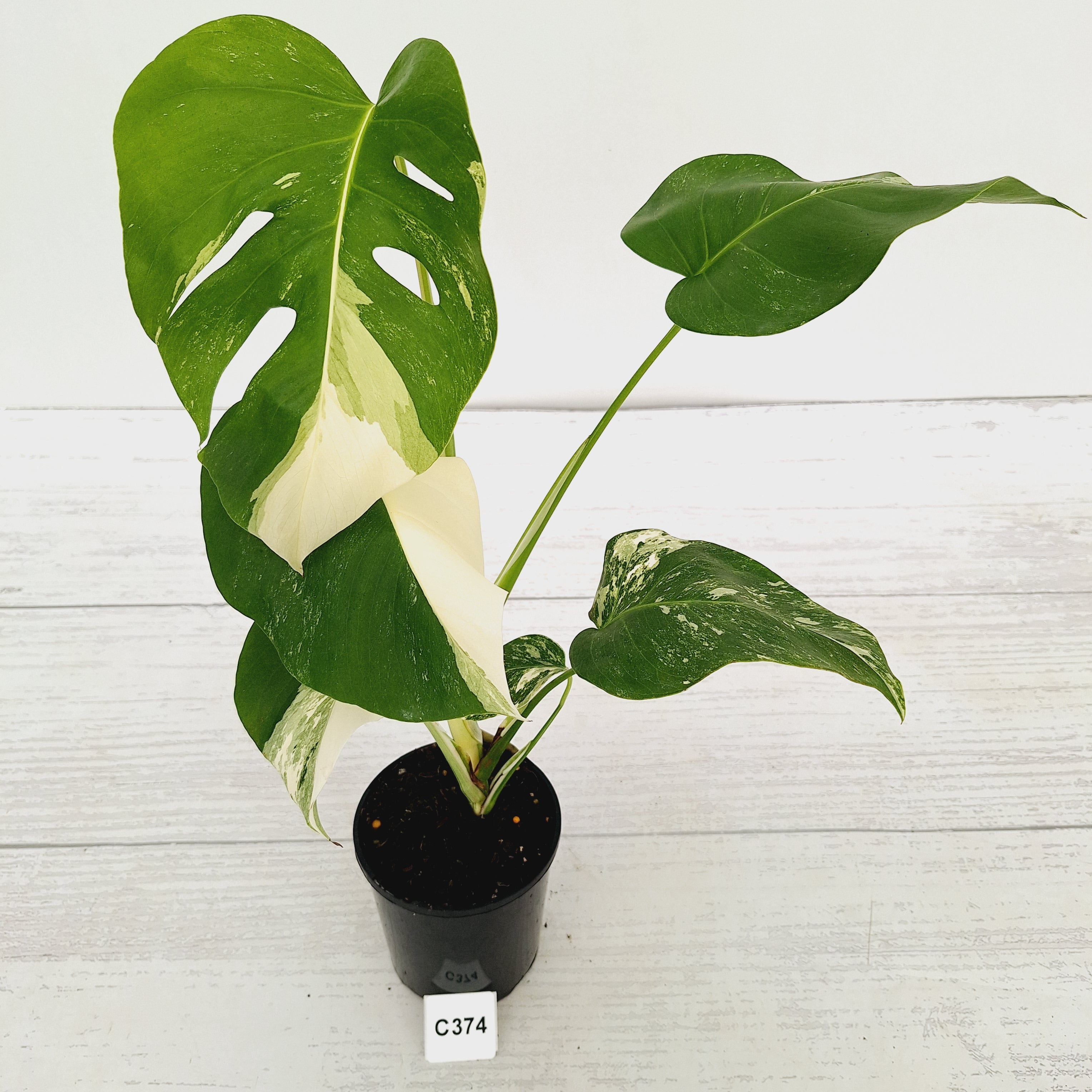 Monstera borsigiana 'Albo'