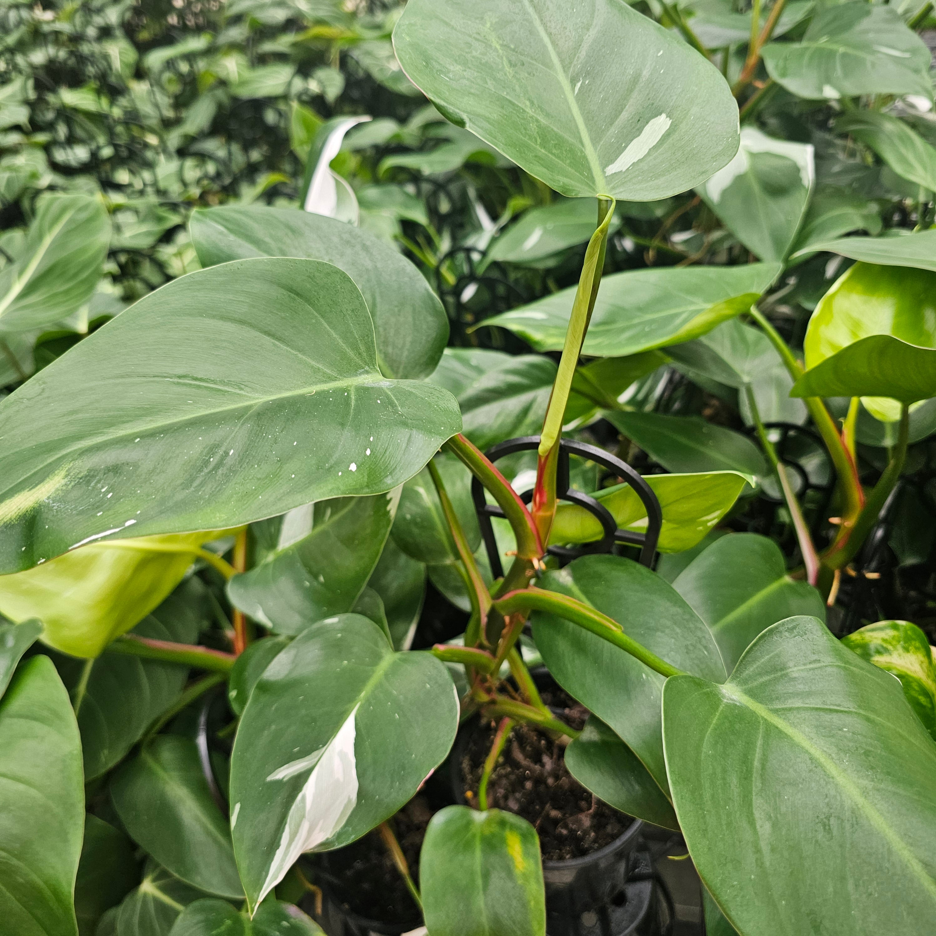 Philodendron erubescens White Princess