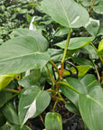 Philodendron erubescens White Princess