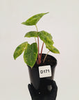 Alocasia 'Morocco' Variegated - SALE