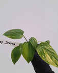 Homalomena rubescens Variegata - Bare Bottom Baby