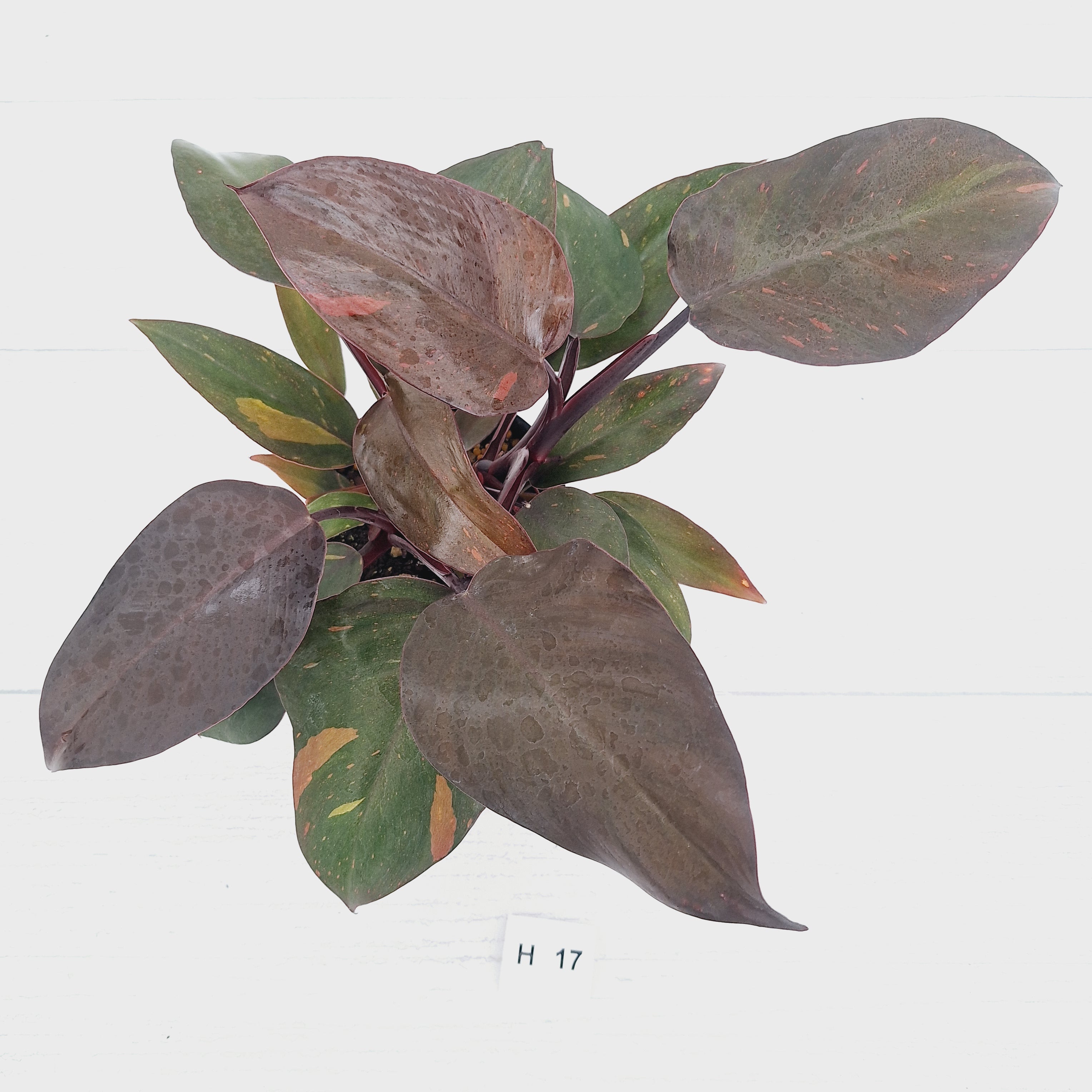 Philodendron 'Orange Princess' - FLASH SALE