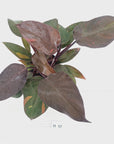Philodendron 'Orange Princess' - FLASH SALE