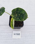 Alocasia Dragon Scale 'Marble' Variegata