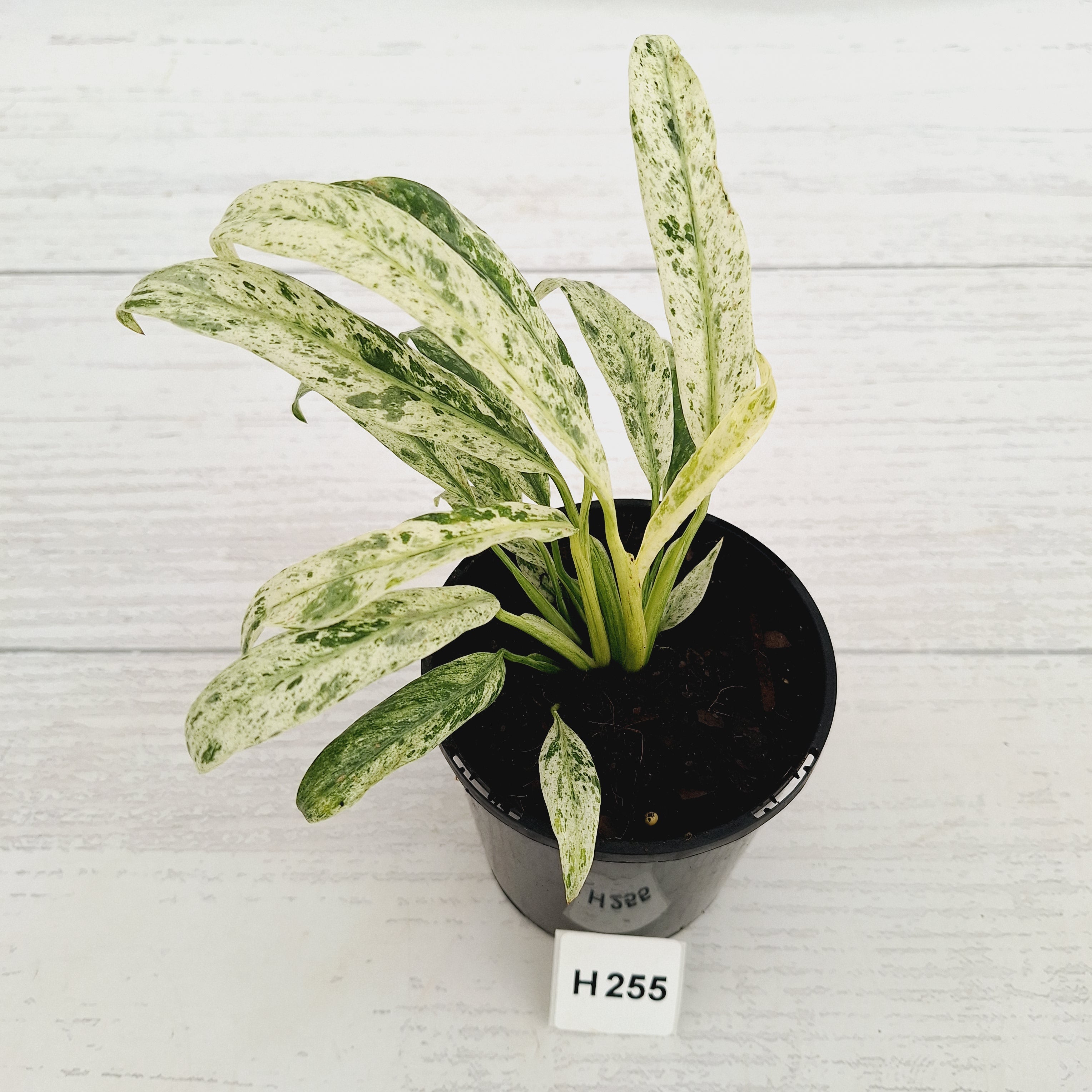 Epipremnum giganteum variegata