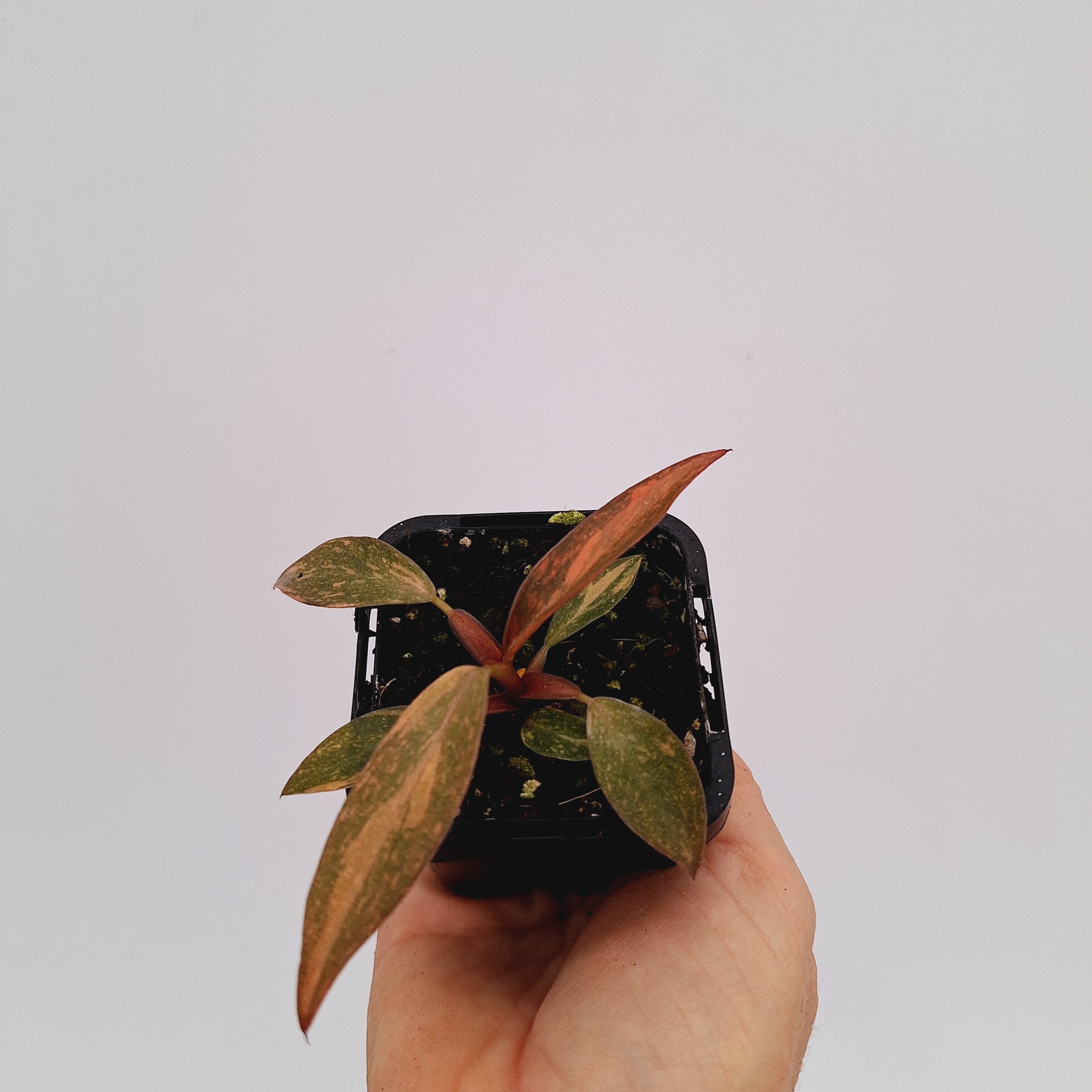 Philodendron &#39;Orange Princess&#39;