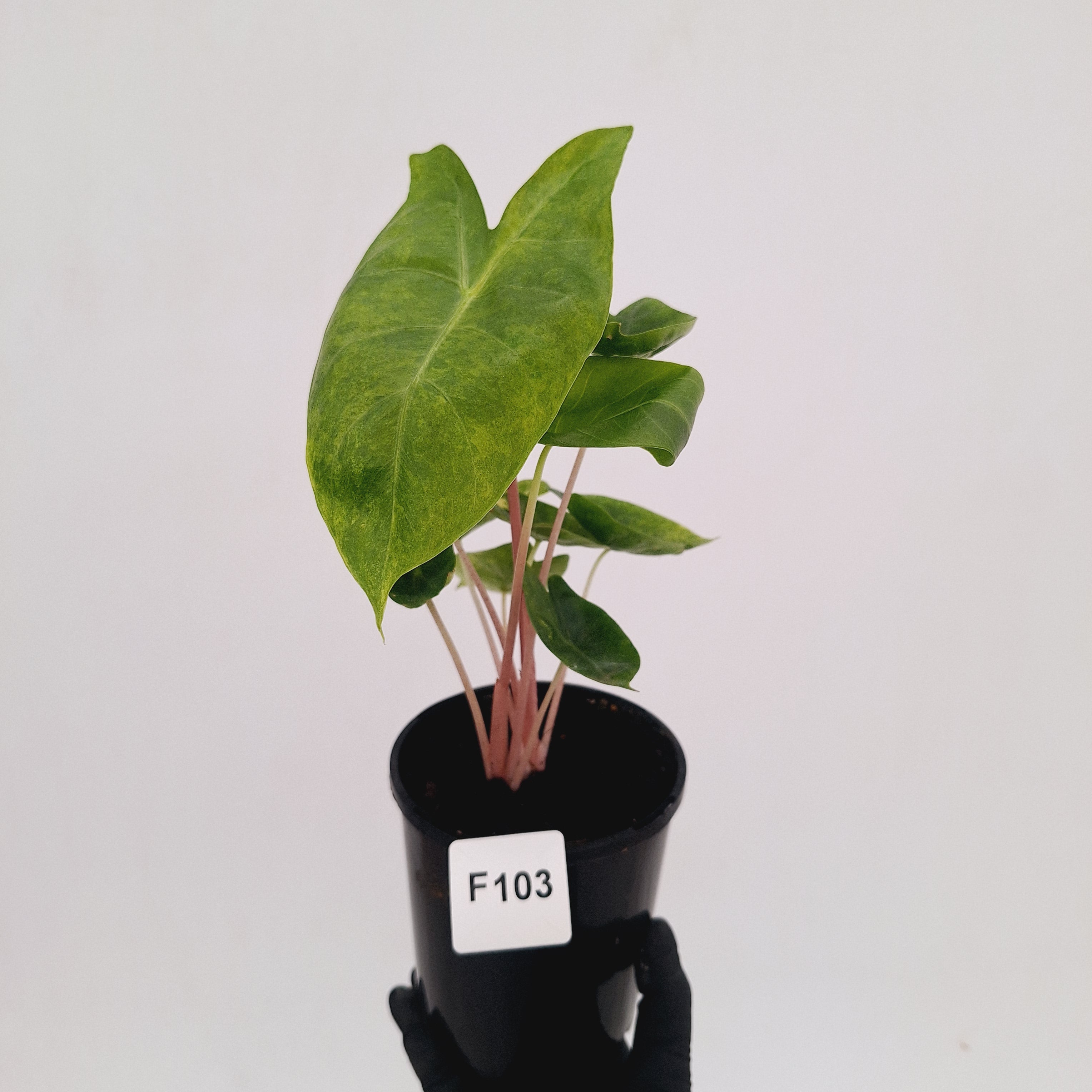 Alocasia 'Morocco' Variegated - SALE