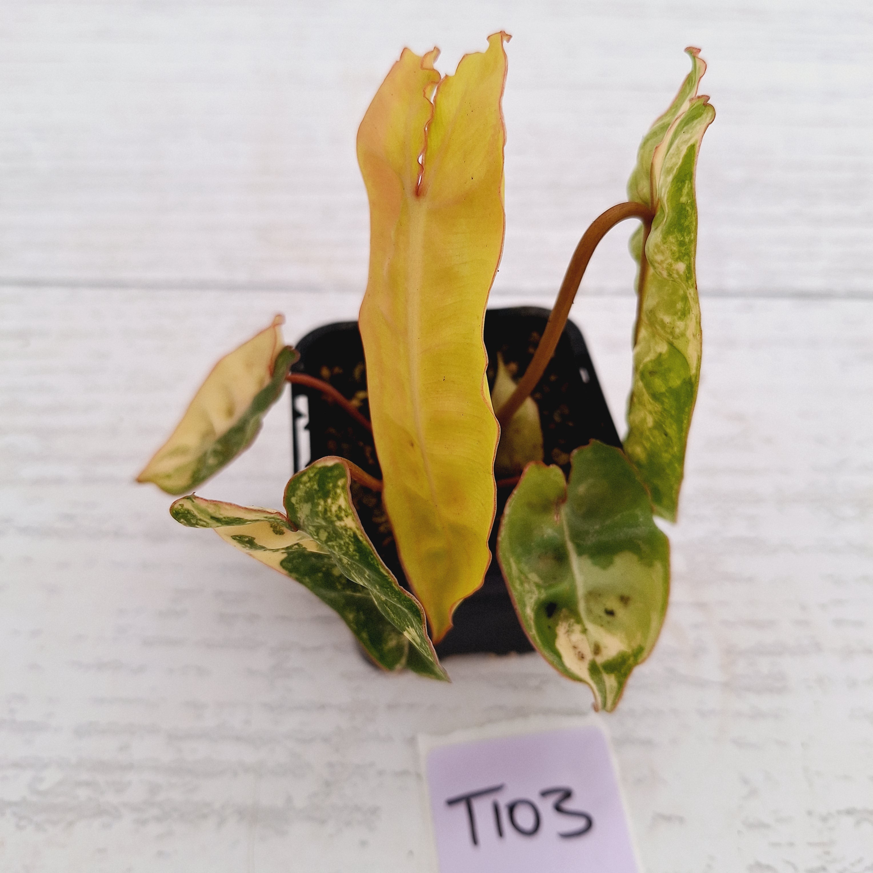 Philodendron billietiae Variegata