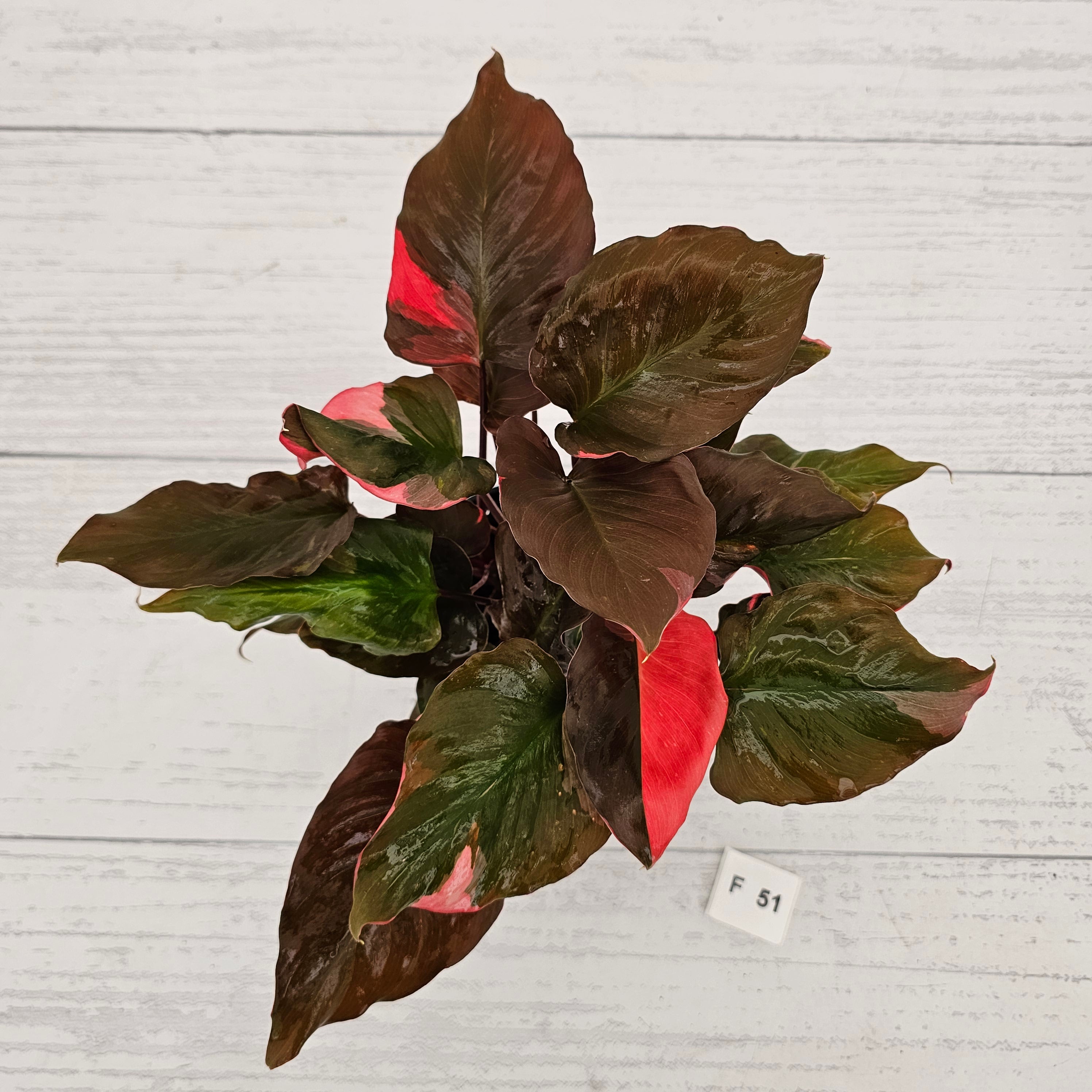 Homalomena rubescens Flaming Red Variegata
