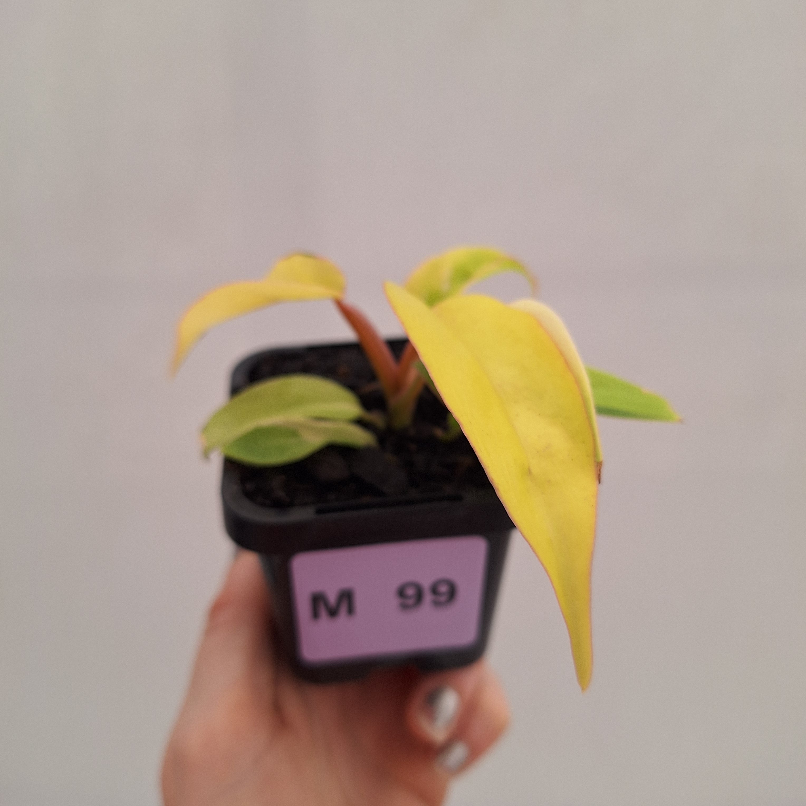 Philodendron pinnatifidum 'Jungle Fever Egg Yolk"