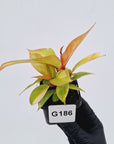 Philodendron Prince of orange variegated