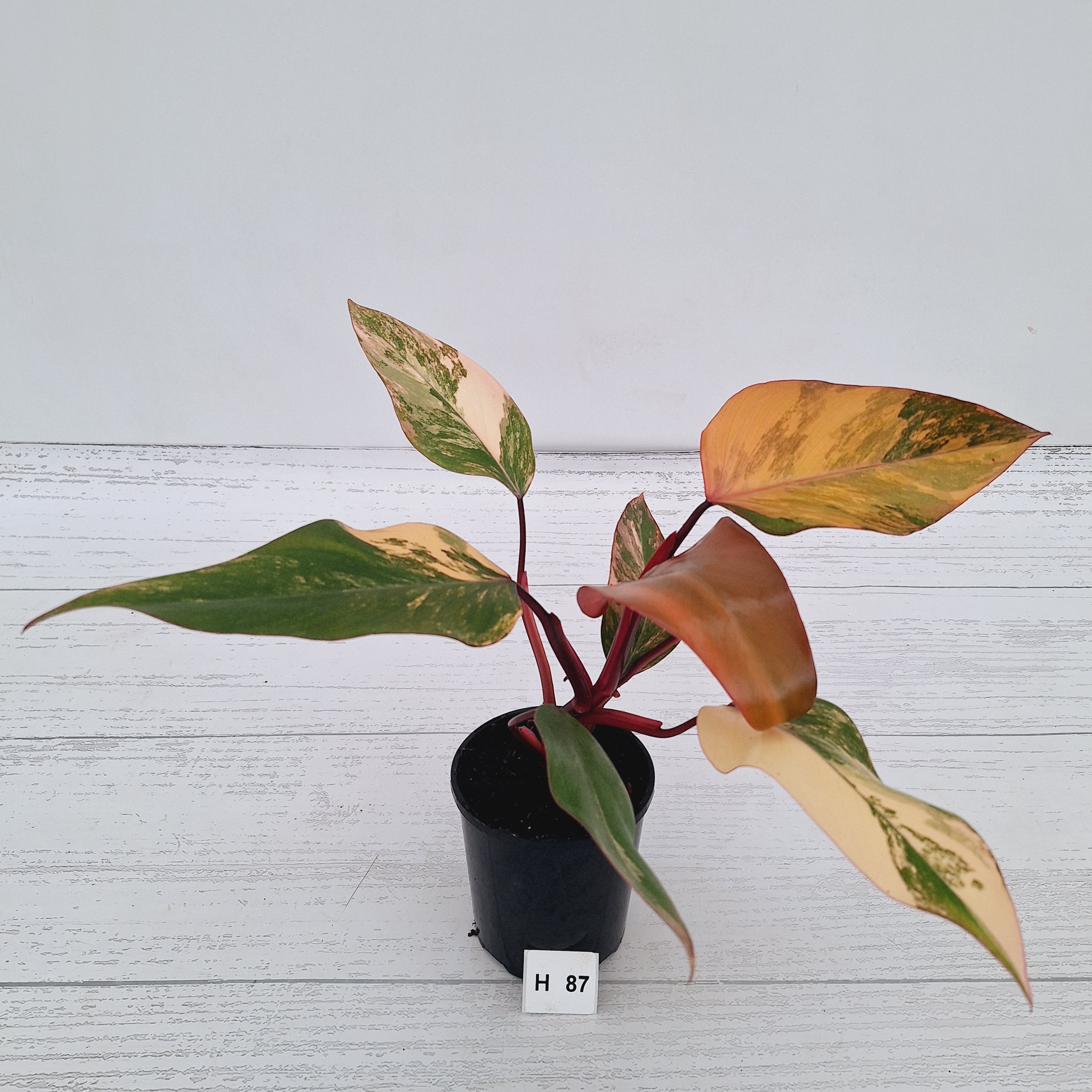 Philodendron erubescens Strawberry Shake - SALE