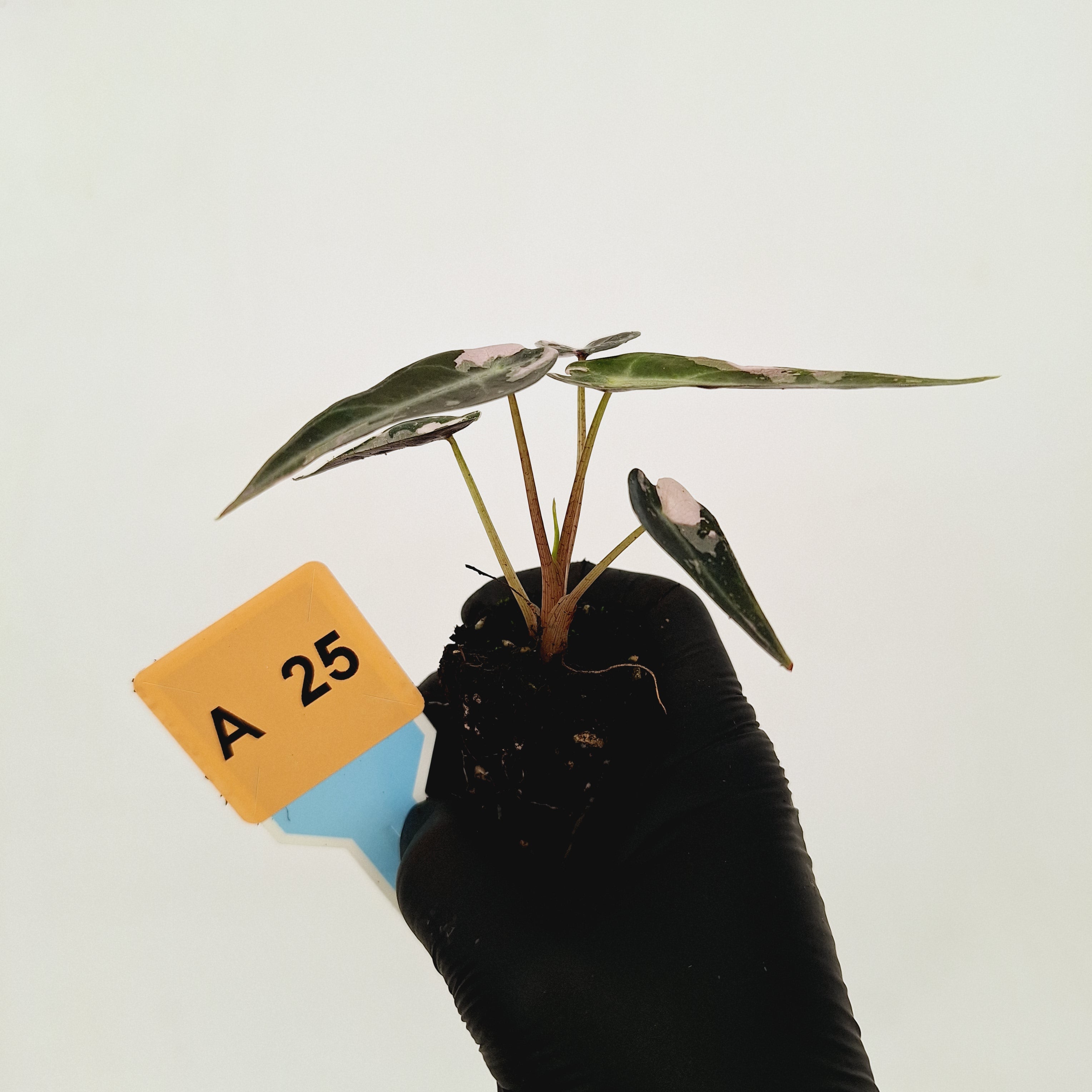 Alocasia Amazonica  bambino Variegata - Bare Bottom Baby