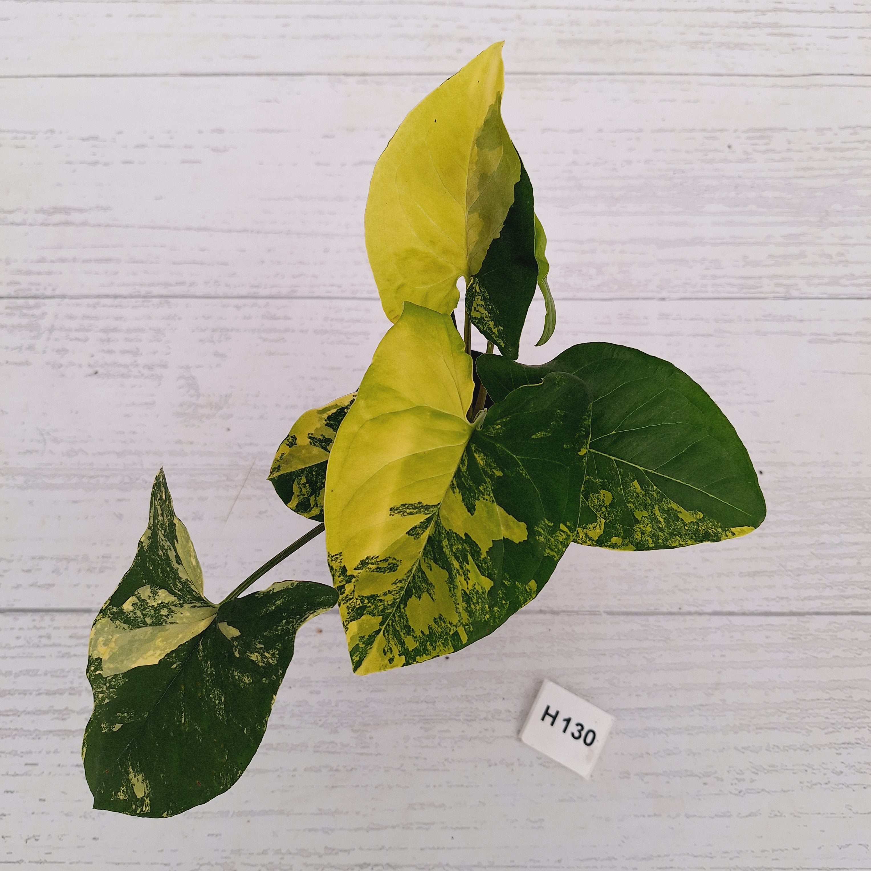 Syngonium podophyllum 'Gold'