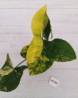 Syngonium podophyllum 'Gold'