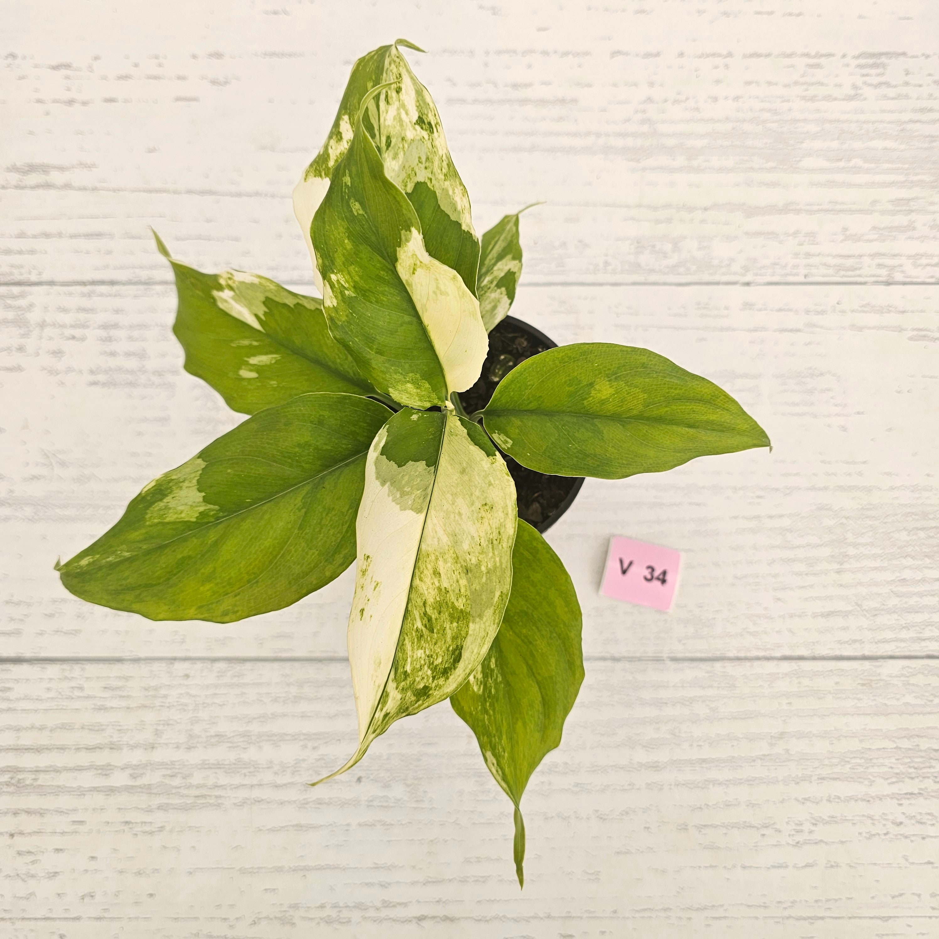 Aglaonema modestum variegata
