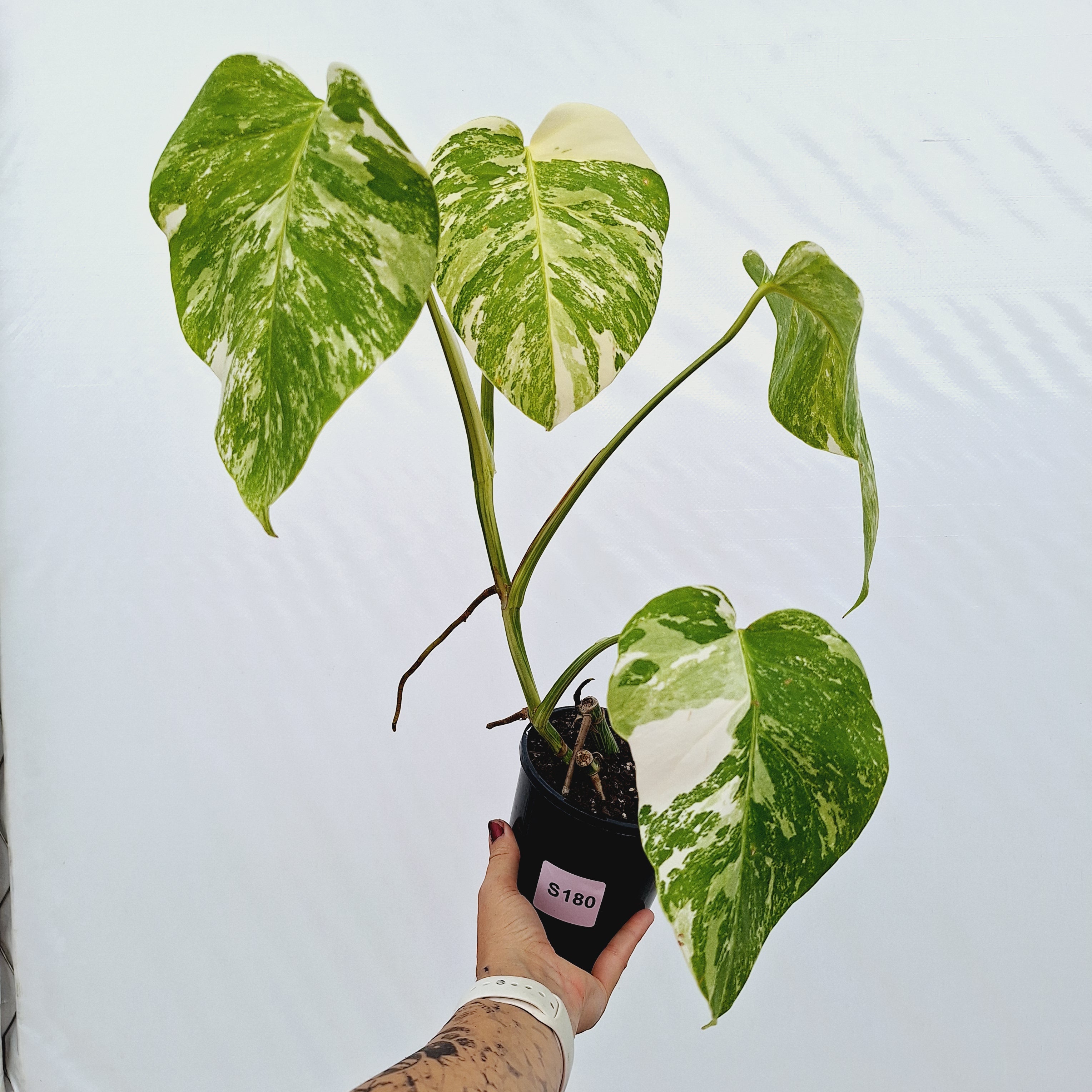 Monstera borsigiana &#39;Albo&#39;
