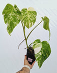 Monstera borsigiana 'Albo'