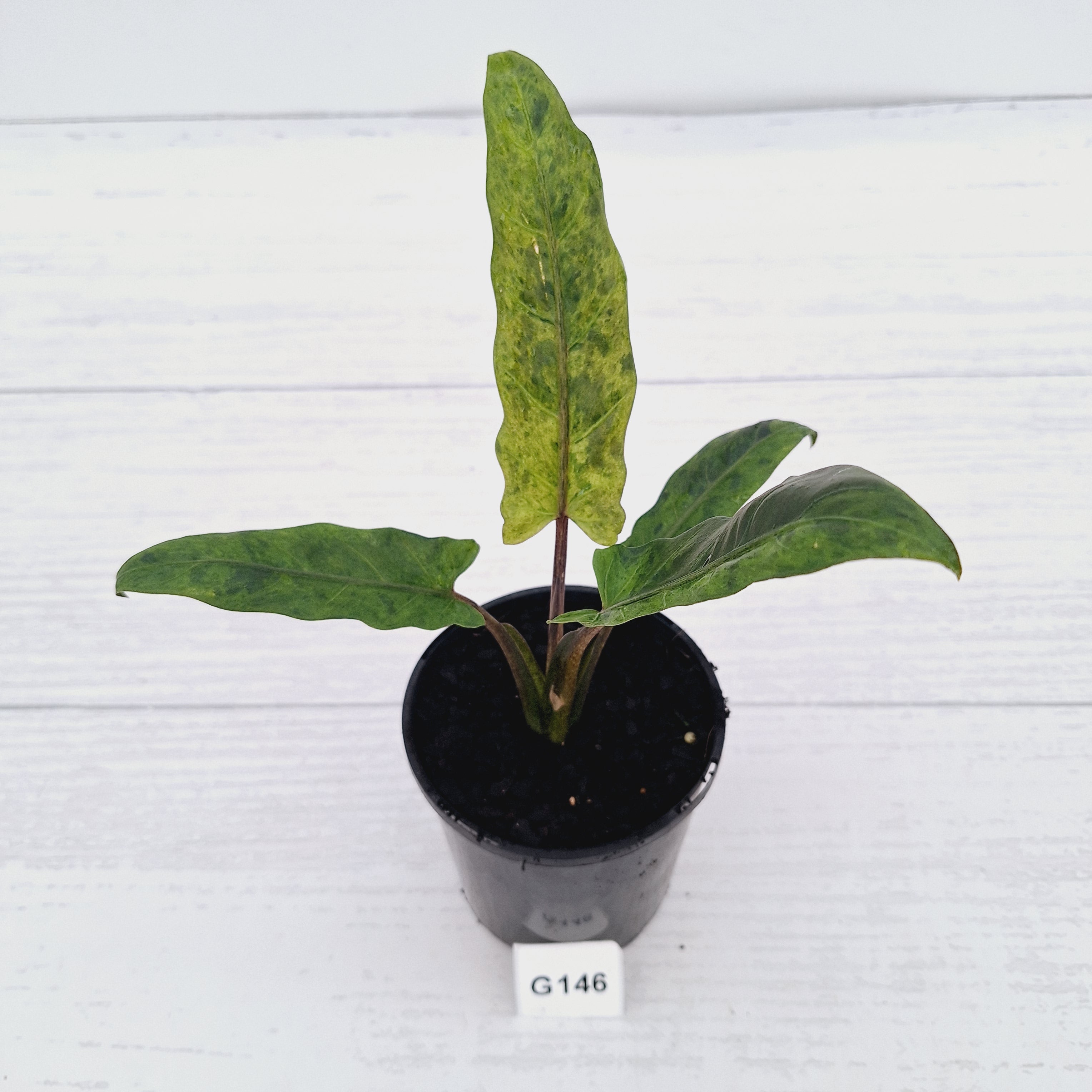 philodendron lauterbachiana Alocasia lauterbachiana Variegata