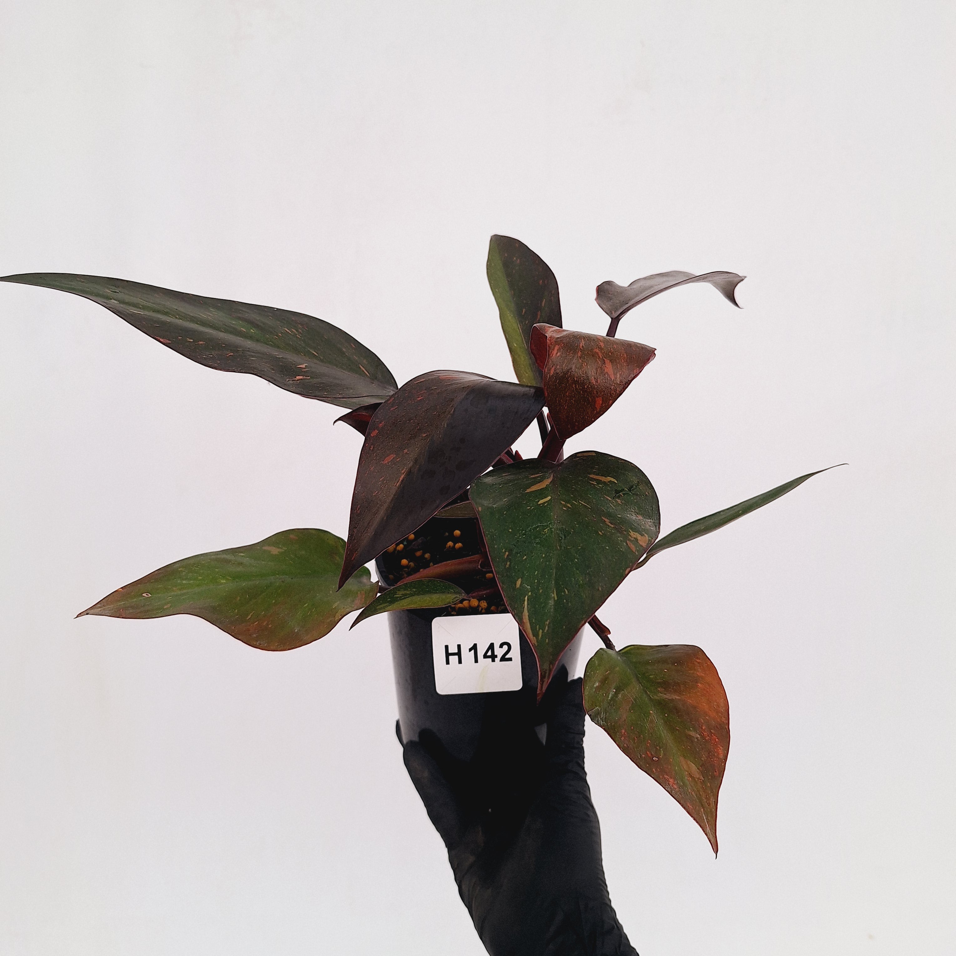 Philodendron 'Orange Princess'
