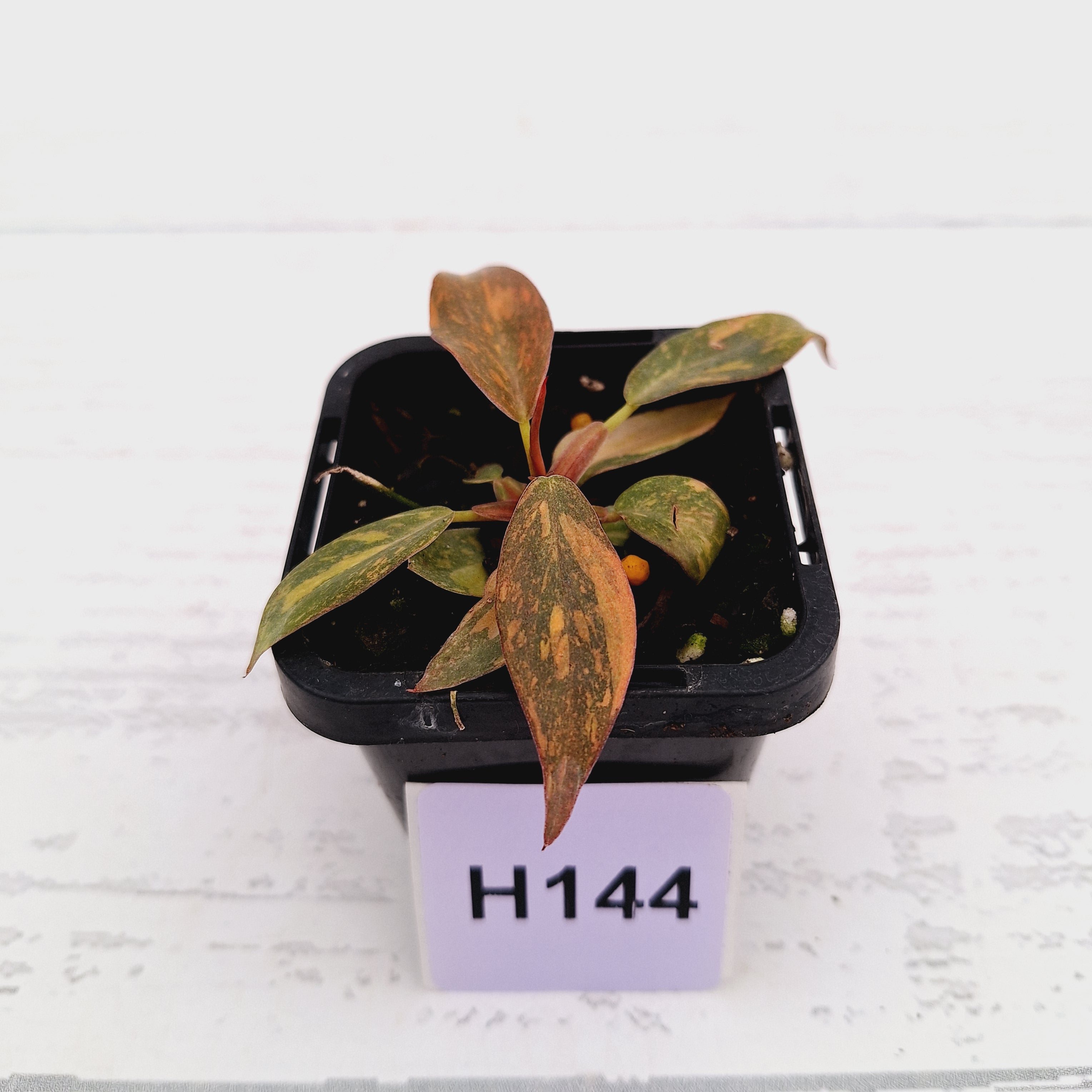 Philodendron &#39;Orange Princess&#39;