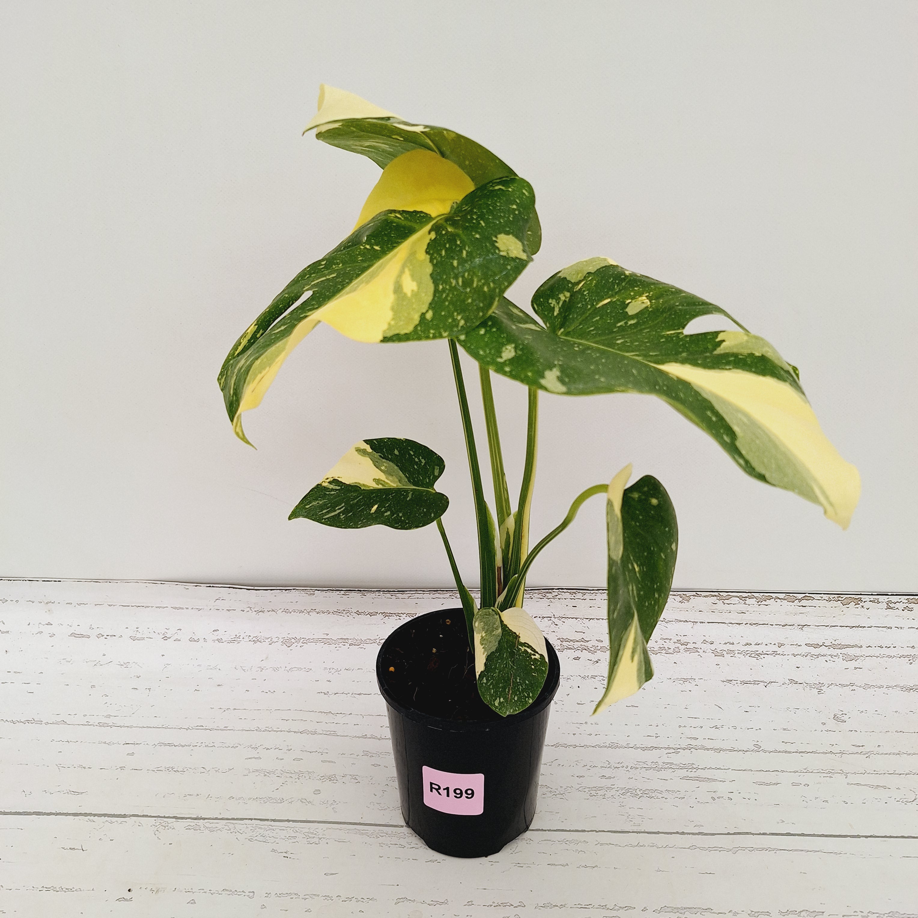 Monstera deliciosa 'Thai Constellation'