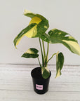 Monstera deliciosa 'Thai Constellation'
