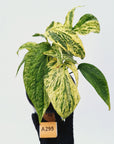 Amydrium medium Variegata