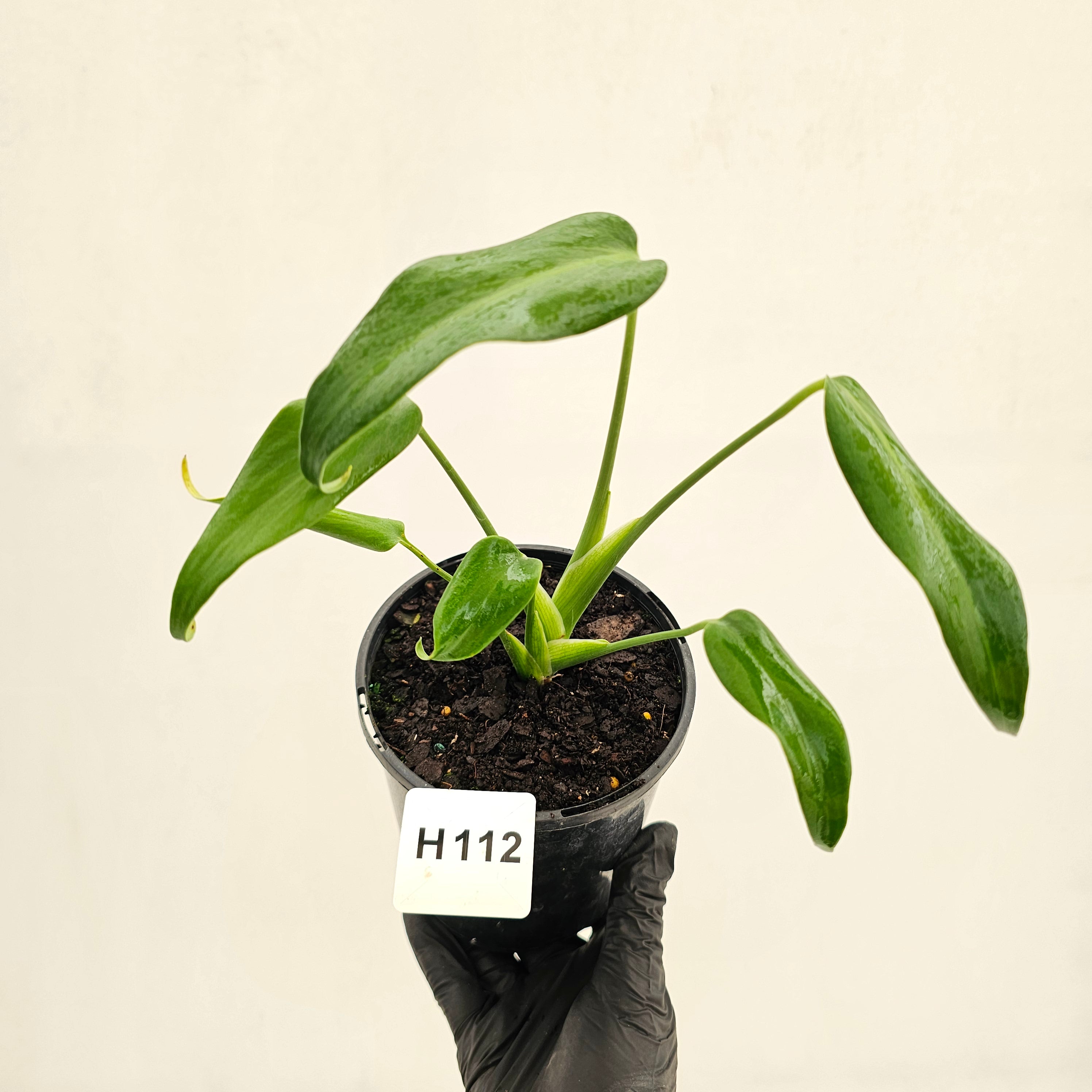 Monstera 'Burle Marx's Flame'