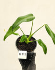 Monstera 'Burle Marx's Flame'