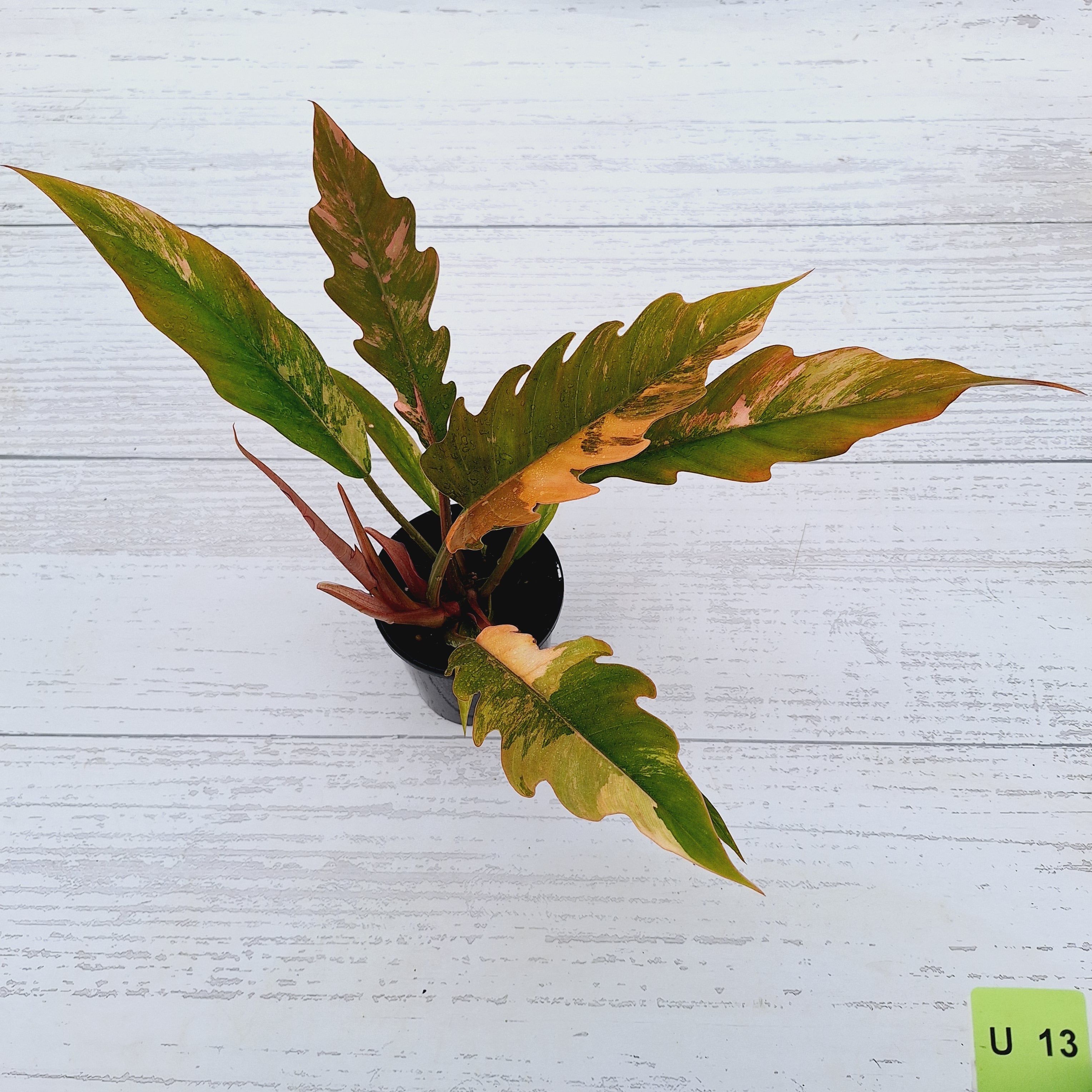 Philodendron serratum Caramel Marble