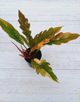 Philodendron serratum Caramel Marble