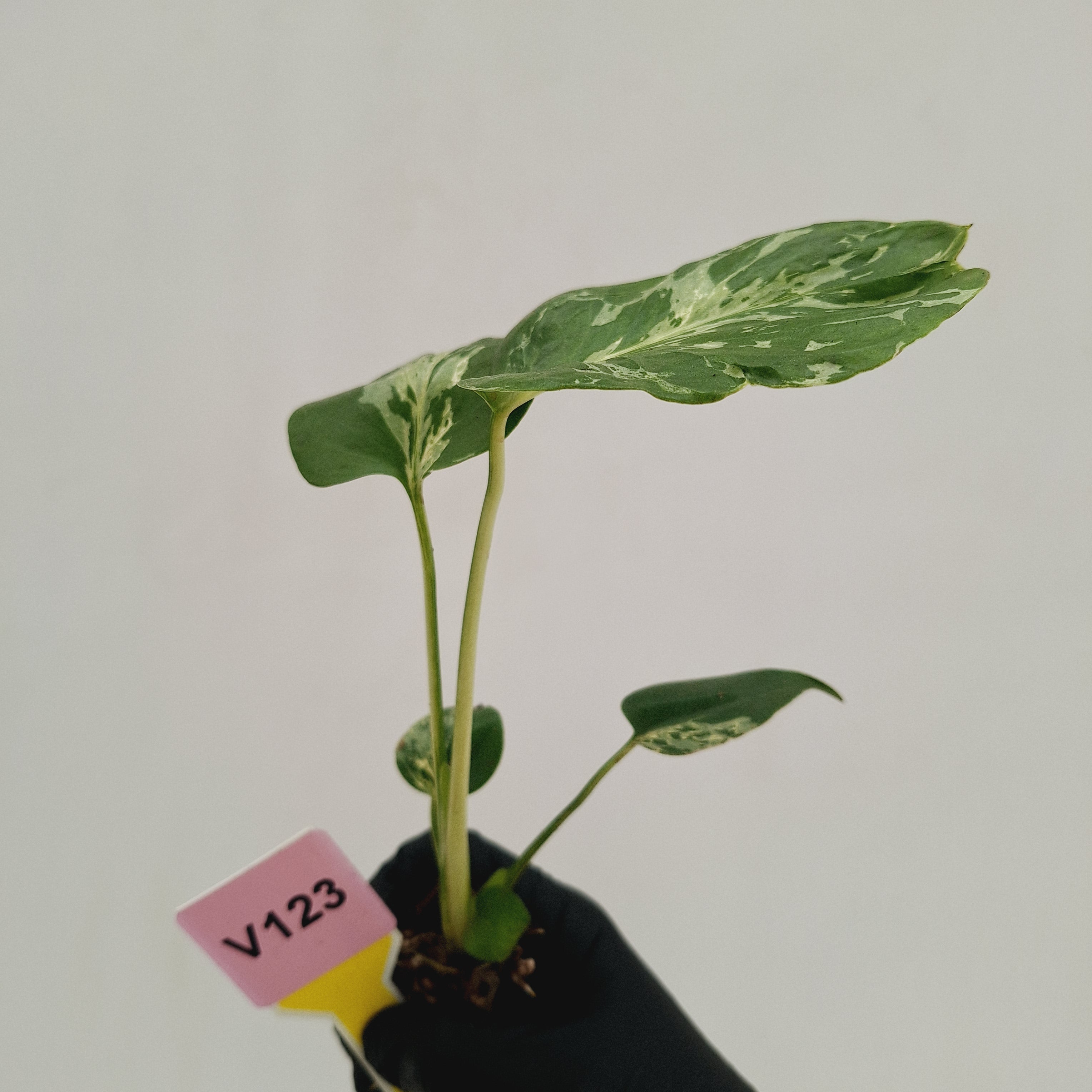 Monstera Deliciosa 'Bulbasaur - Bare Bottom Baby