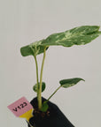 Monstera Deliciosa 'Bulbasaur - Bare Bottom Baby