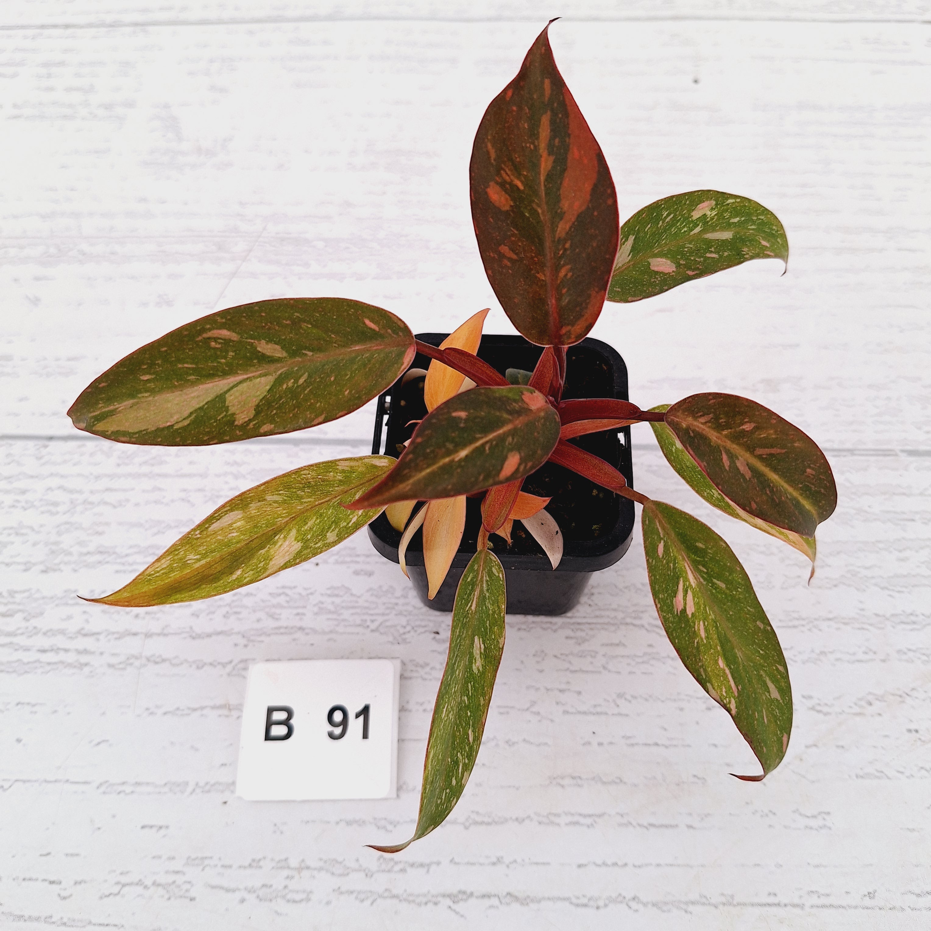 Philodendron 'Orange Princess'