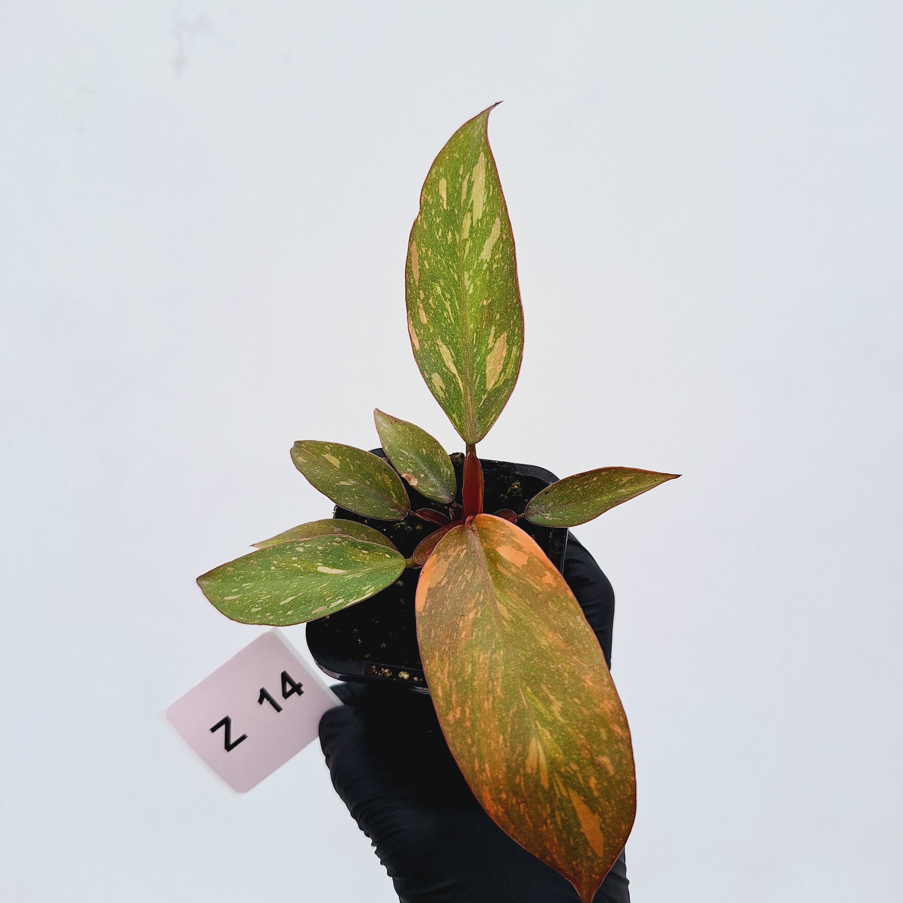 Philodendron &#39;Orange Princess&#39;