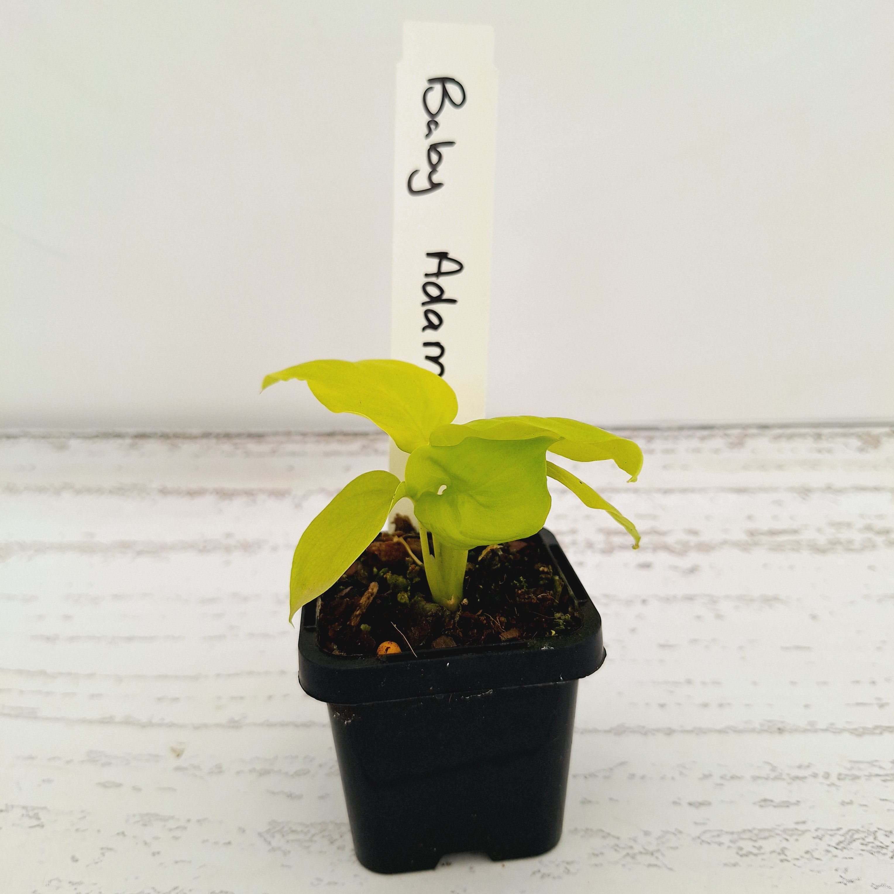 Homalomena rubescens Golden Hibiscus’ SALE
