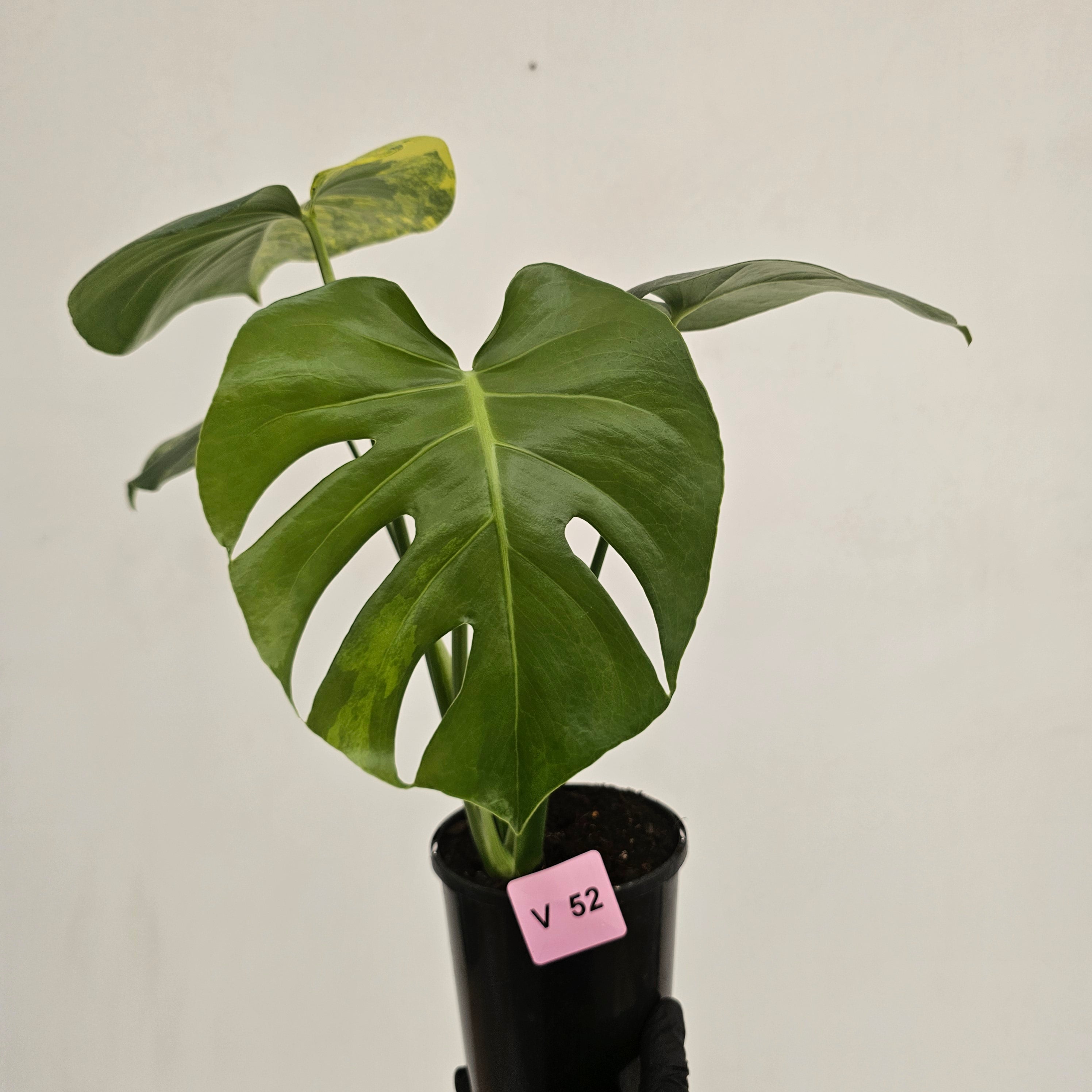 Monstera deliciosa Variegata