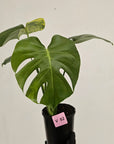 Monstera deliciosa Variegata
