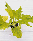 Philodendron warscewiczii Gold Variegata