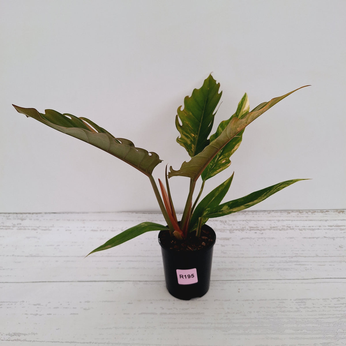 Philodendron serratum 'Caramel Marble'