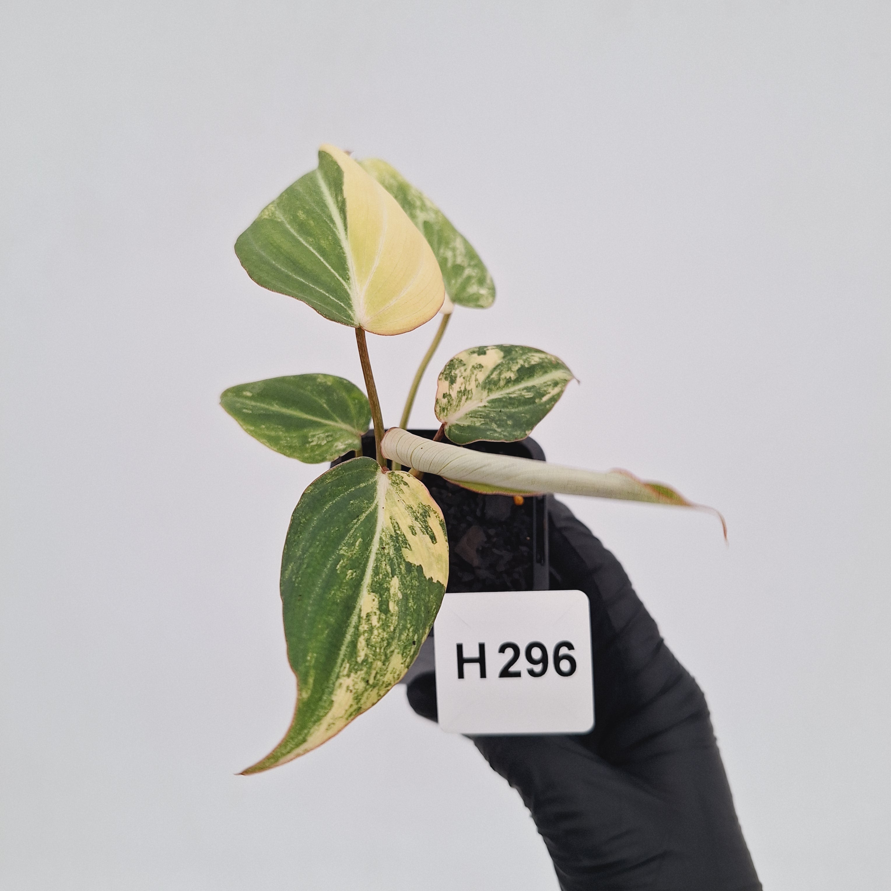 Philodendron gloriosum white vien variegata - SALE