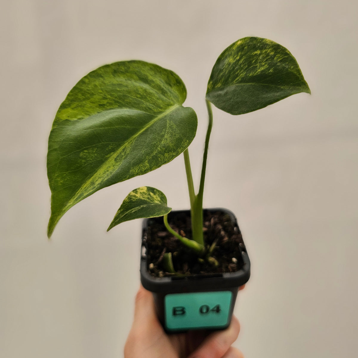 Monstera deliciosa Variegata