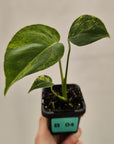 Monstera deliciosa Variegata