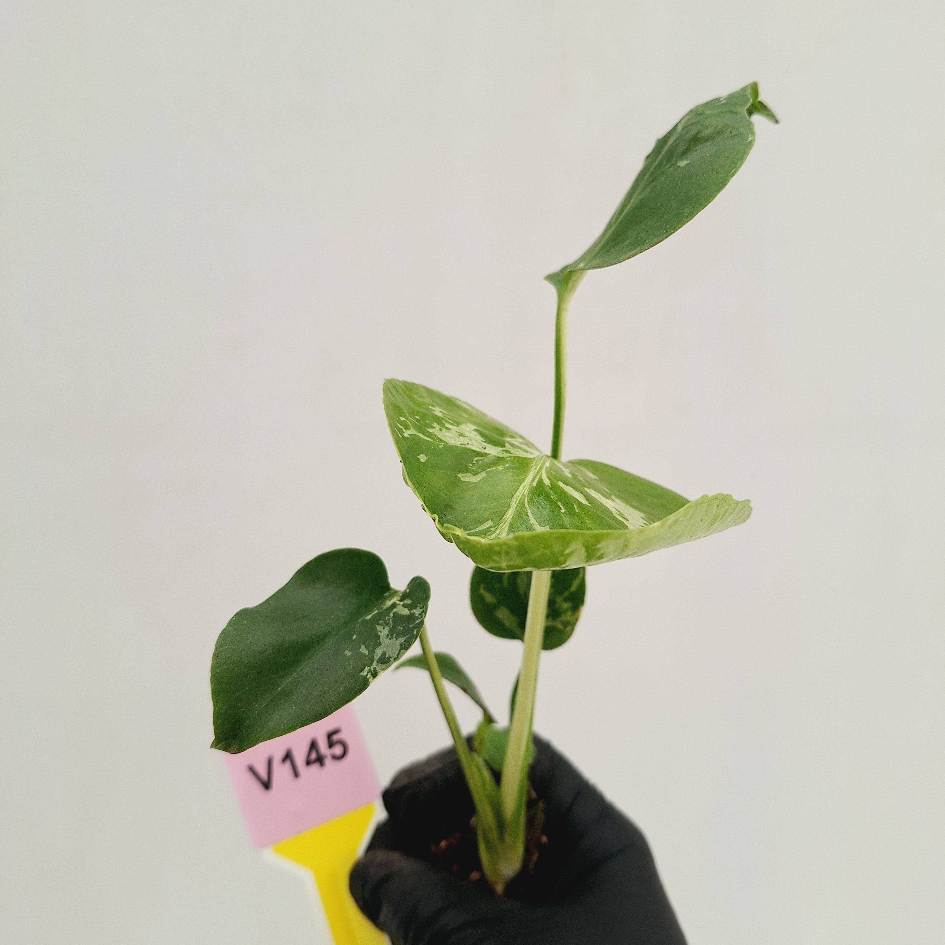 Monstera Deliciosa 'Bulbasaur - Bare Bottom Baby