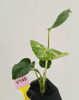 Monstera Deliciosa 'Bulbasaur - Bare Bottom Baby