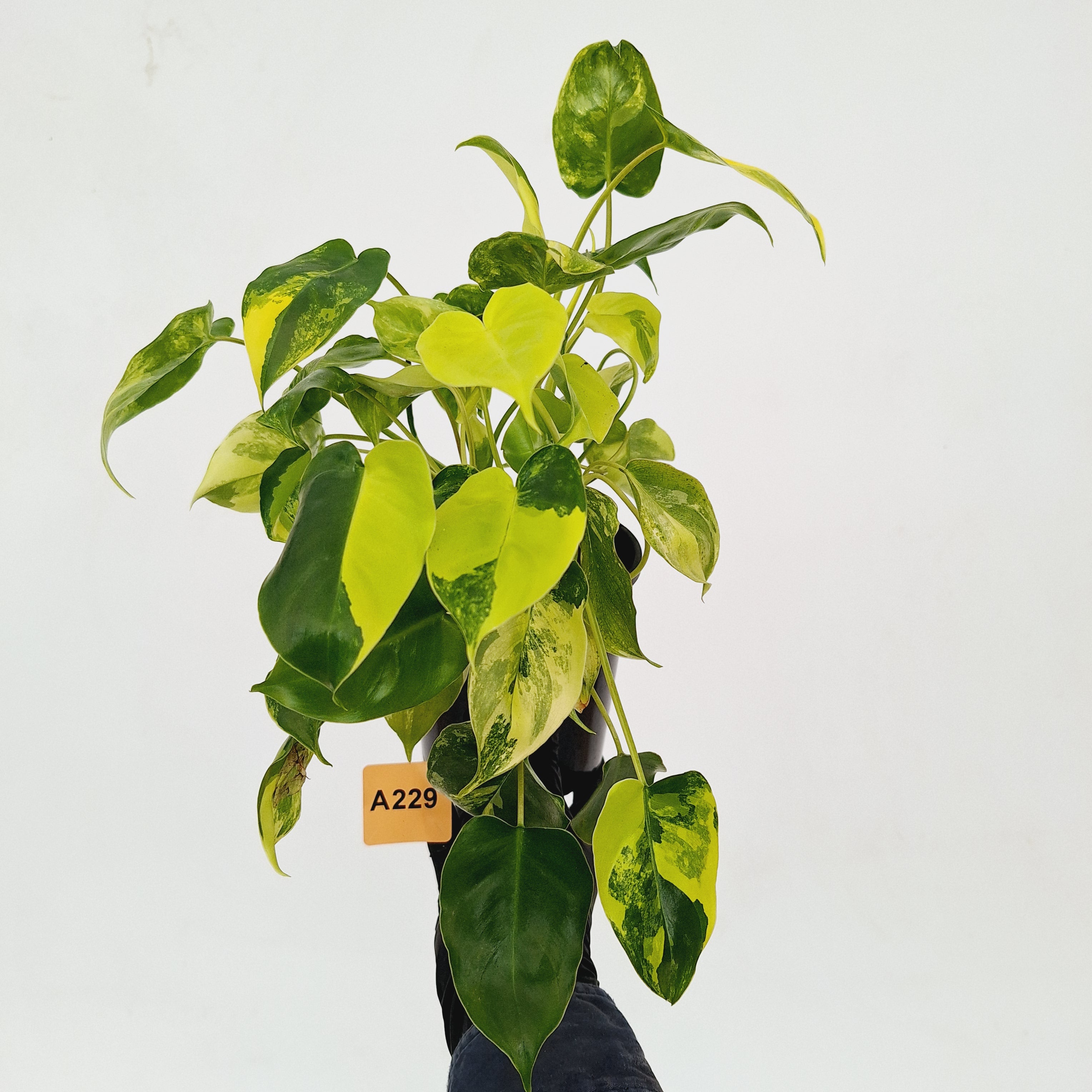 Philodendron Burle Marx variegata